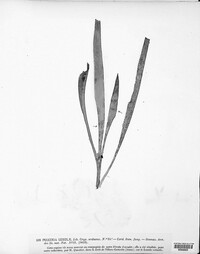Puccinia luzulae image